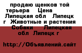 продаю щенков той-терьера  › Цена ­ 4 000 - Липецкая обл., Липецк г. Животные и растения » Собаки   . Липецкая обл.,Липецк г.